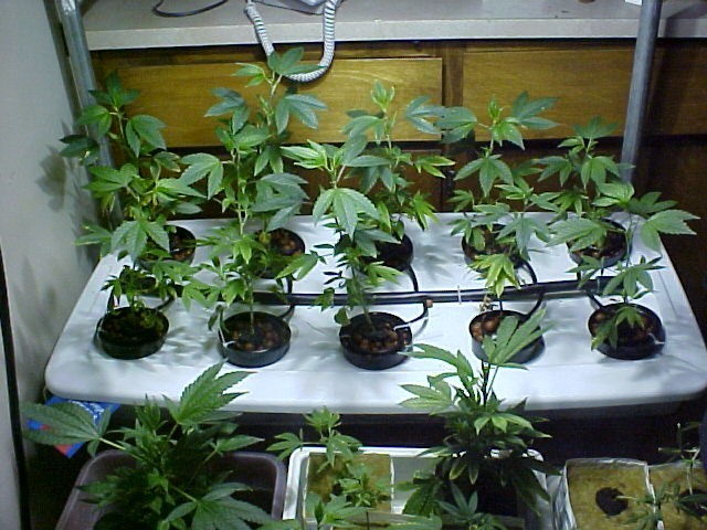 hydro-plants