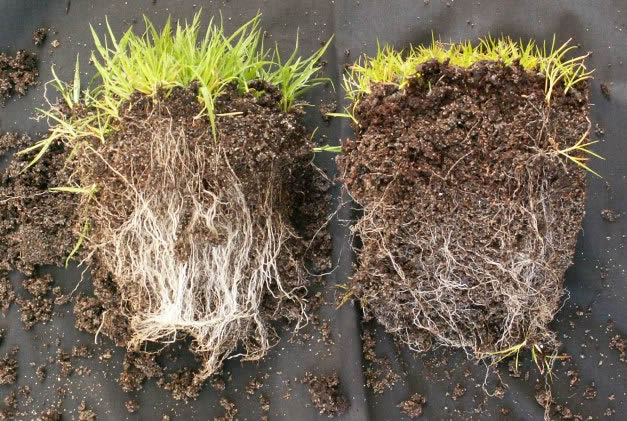 Mycorrhiza met en zonder