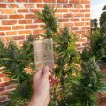 Fast Bud Outdoor