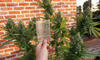 Fast Bud Outdoor