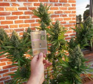 Fast Bud Outdoor