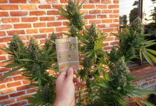 Fast Bud Outdoor