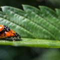 Lieveheersbeestjes tegen bladluizen en spint op wietplanten: de complete gids
