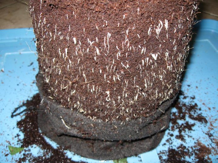 roots_smartpot