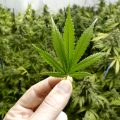 Cannabis kweekchecklist: wat heeft een wietplant nodig?