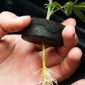 Hoe wietplanten water drinken: osmose