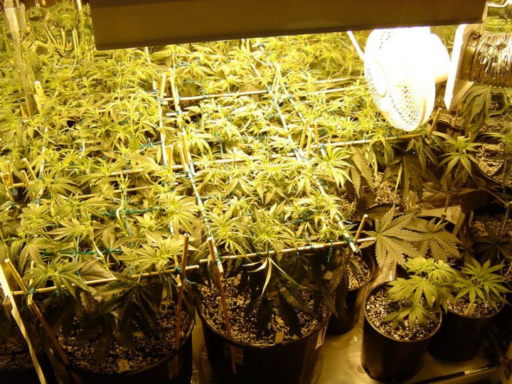 13657Scrog-06