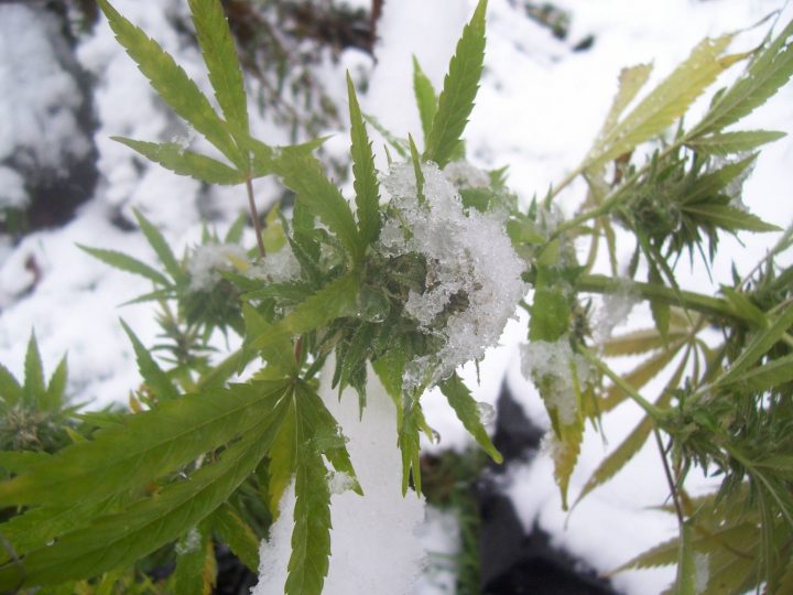 Cannabis_Winter2