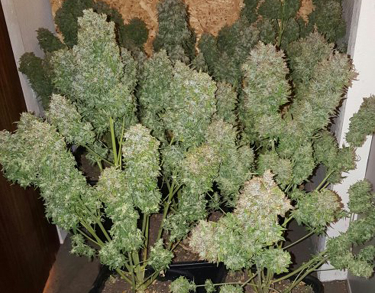Hoeveel wiet kun je van een plant halen? CNNBS.nl