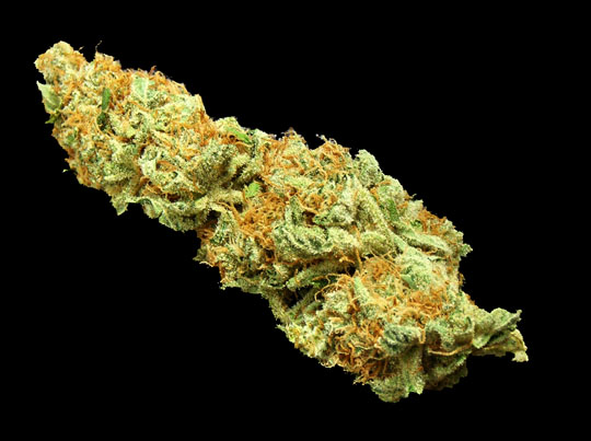 white-russian-bud