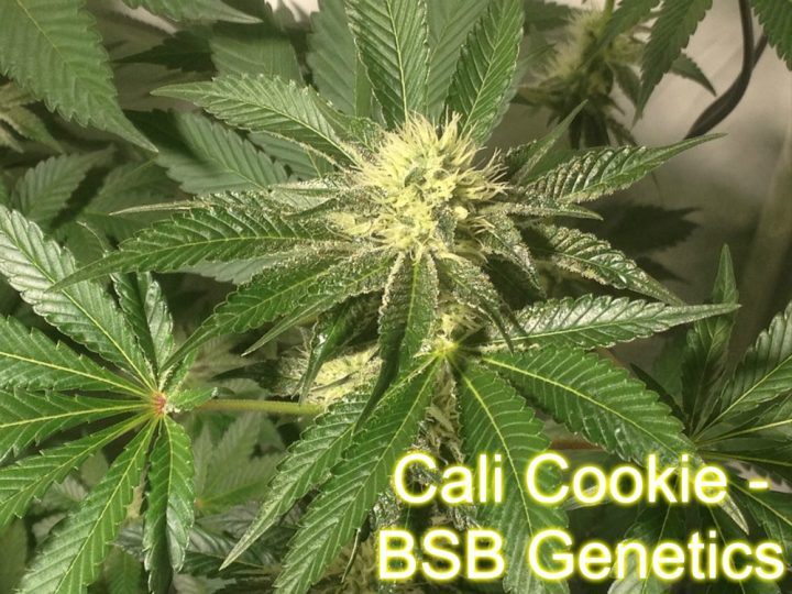 Cali Cookie - BSB Genetics