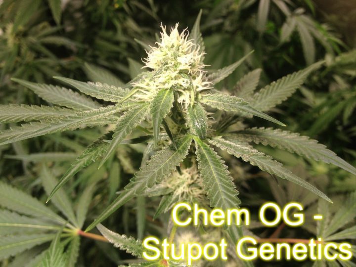 Chem OG - Stupot Genetics