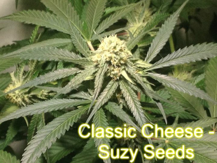 Classic Cheese - Suzy Seeds