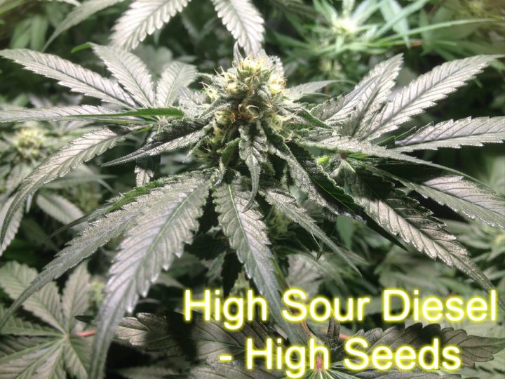 High Sour Diesel - High Seeds