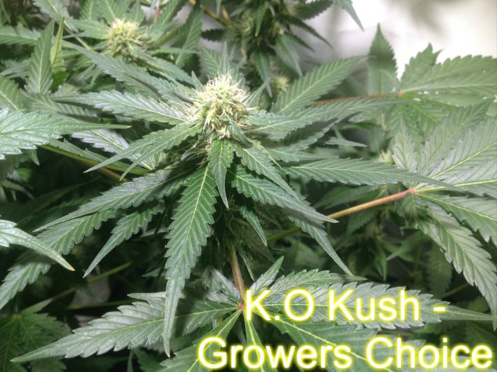 K.O Kush - Growers Choice