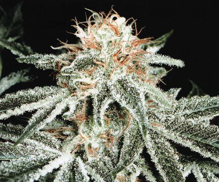 White-Widow