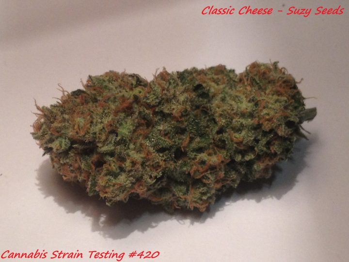 Classic Cheese #bud Suzy Seeds