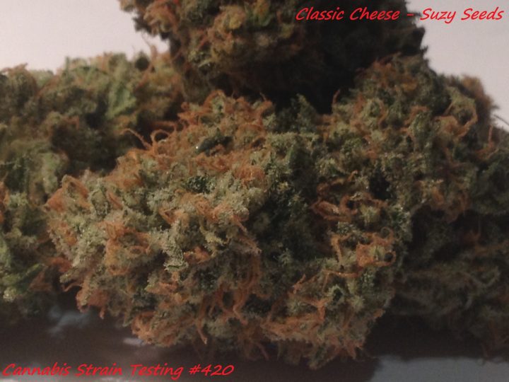 Classic Cheese #bud2 Suzy Seeds