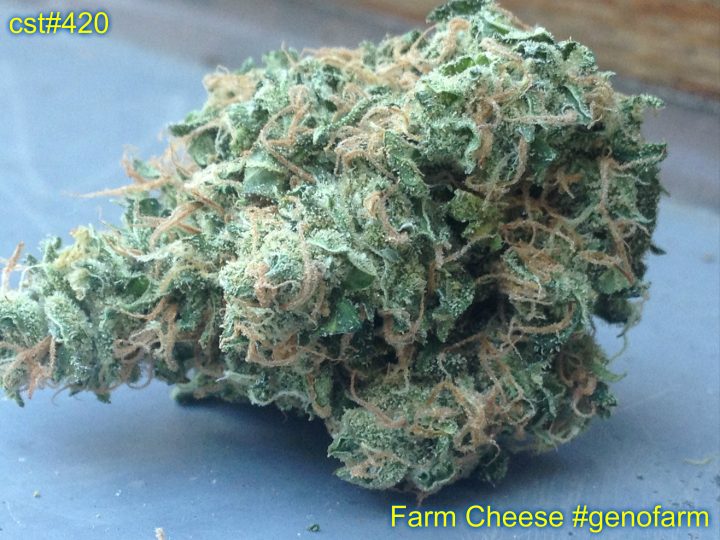 Farm Cheese