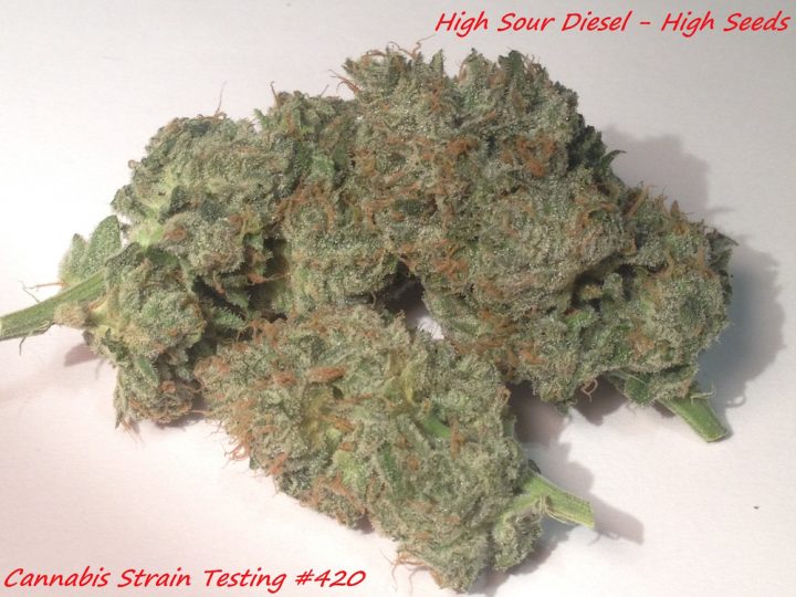 High Sour Diesel #bud High Seeds