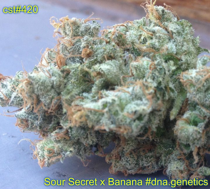 Sour Secret x Banana