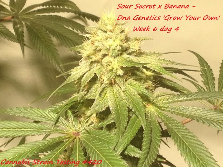 Sour Secret x Banana - Dna Genetics 'Grow Your Own'