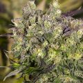 White Strawberry Skunk