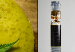 wietboter vs. wietolie