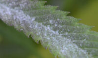close up van meeldauw bij wiet