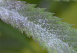 close up van meeldauw bij wiet