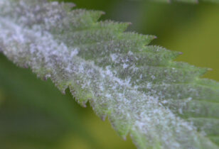 close up van meeldauw bij wiet