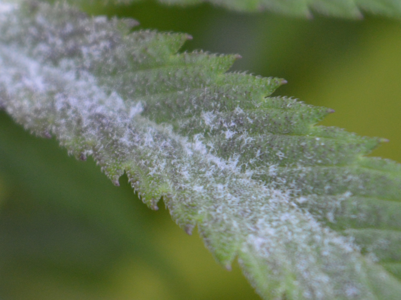 close up van meeldauw op een wietblad