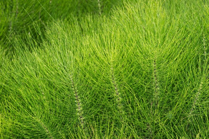 Heermoes, de biologische bestrijder van Valse Meeldauw. Foto: Matteo Gabrieli, Shutterstock.com