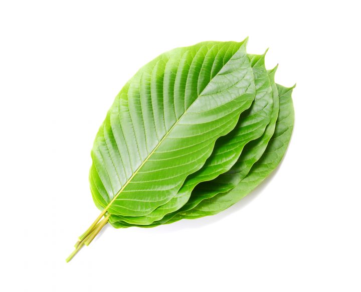 Kratombladeren. Foto: Dusit Kachatong, Shutterstock.com