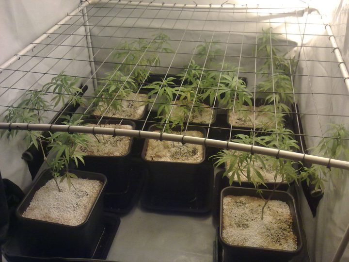 Een SCROG-rek voor al je planten kan onhandig zijn als een van de (achterste) planten plotseling uit de kast of tent moet. 