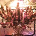 Zo kweek je binnen je allerbeste autoflower