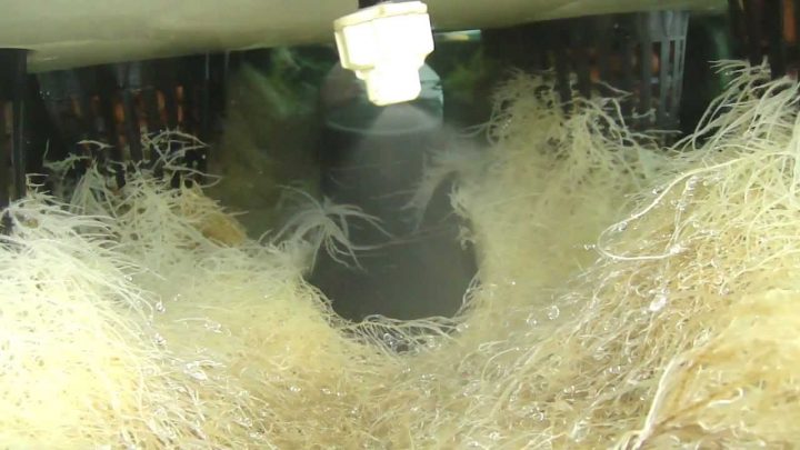 aeroponics