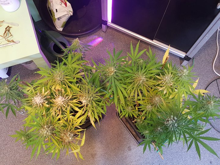 Op deze door Dr. Groen gekweekte Grapefruits zie je links gebleekte toppen door te fel licht.