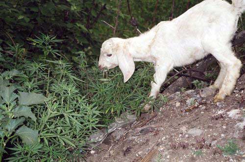 goat-eating-cannabis