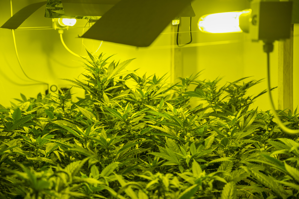 Meer dan 1 gram wiet per Watt, zo doe je dat - CNNBS.nl