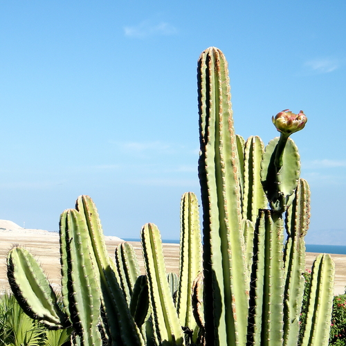 In de natuur kunnen San Pedro cactussen wel 6 meter hoog worden. Foto: emkaplin, Shutterstock