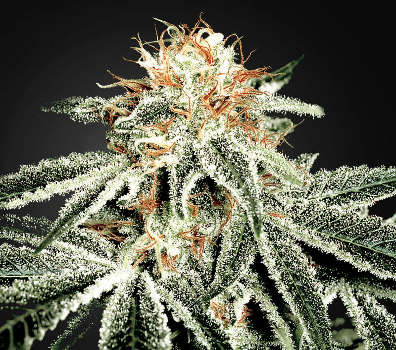 Verse Wiet Maar Zo Ruikt Het Niet Cnnbs Nl