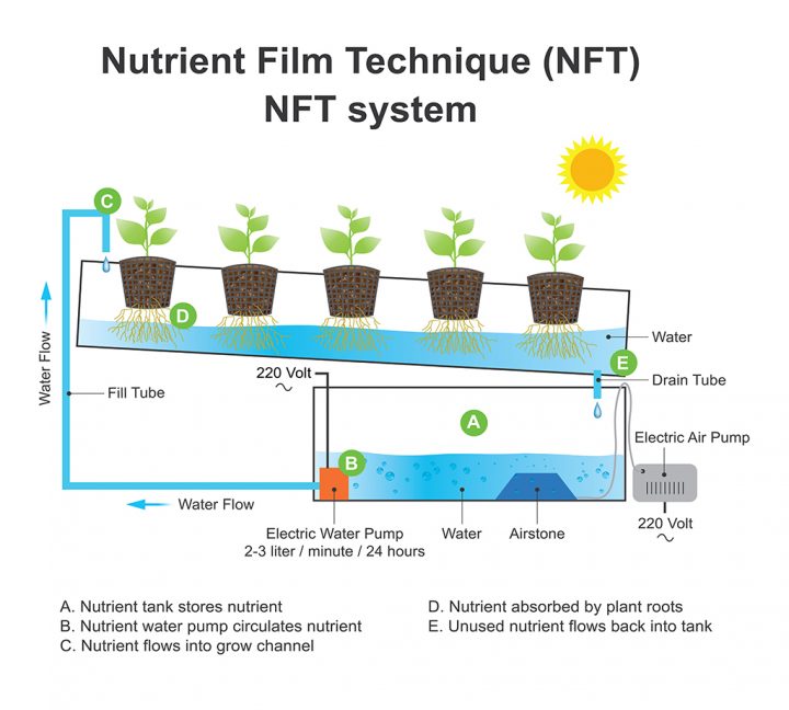 Een schematische weergave van een NFT-systeem. Wortels worden continue blootgesteld aan stromend water en zuurstof. Beeld: Artwork studio BKK, Shutterstock