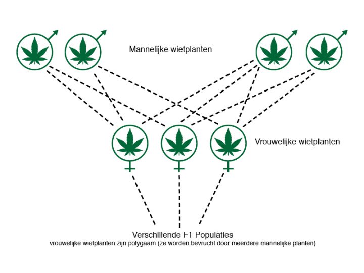 Natuurlijke selectie: De natuurlijke selectie gaat via onbekende mannelijke donoren.