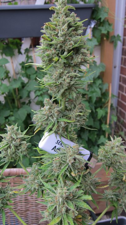 northern-lights-automatic-vi-sensi-seeds-blog