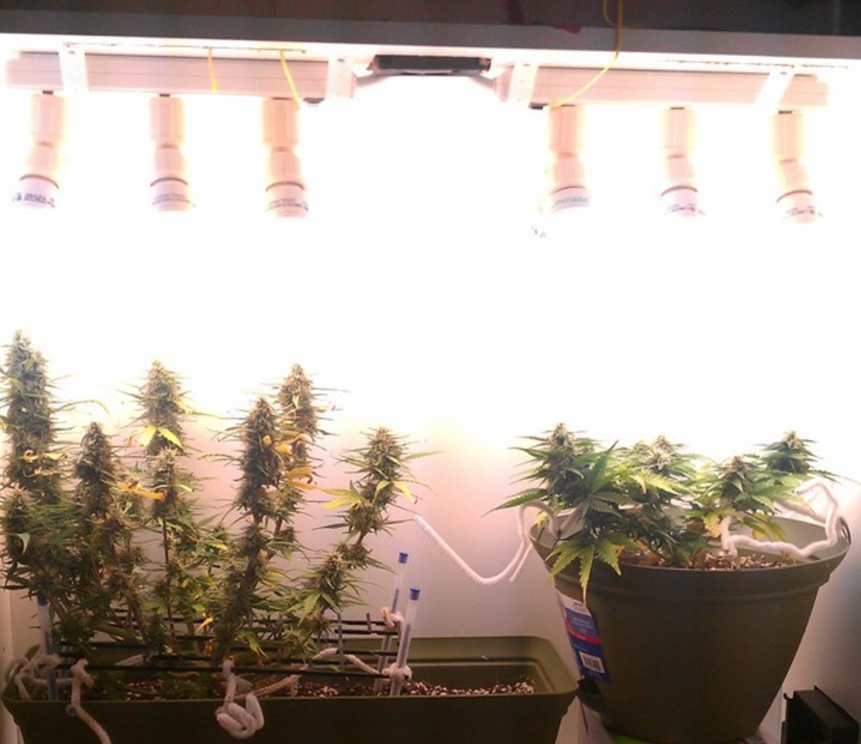 Wiet kweken met huis, tuin, en keukenspullen, zo doe je dat CNNBS.nl Wiet kweken met huis, tuin, en keukenspullen, zo doe je dat CNNBS.nl