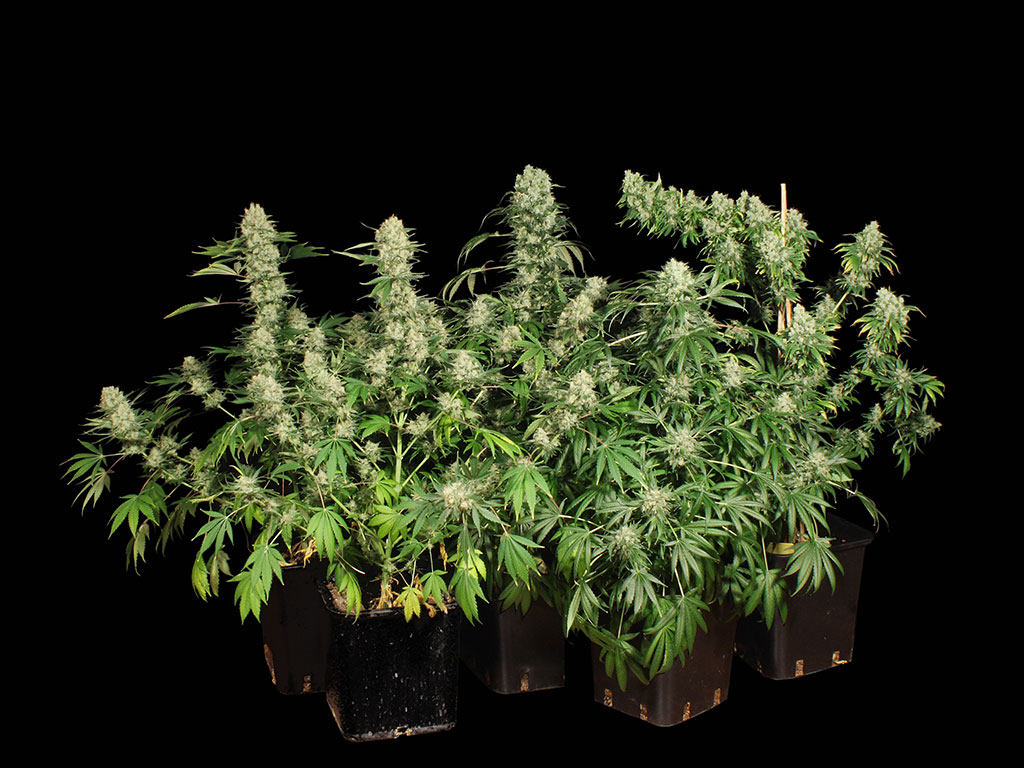 Марихуана автоцвет семена марихуана и таблетки совместимы