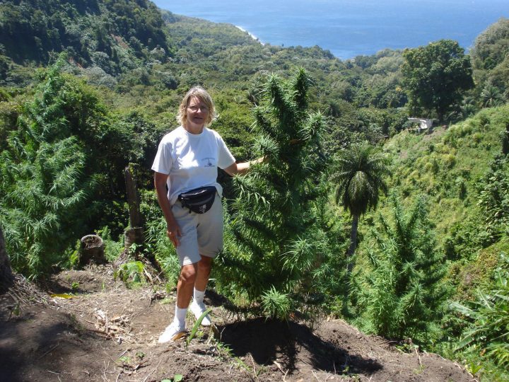 Sativa's op Hawaii, niet ver van de evenaar. Deze soorten houden van veel licht.