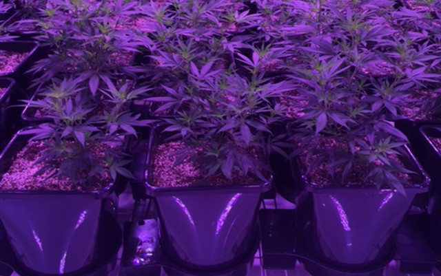 rsz-cannabis-plants-growing-in-xl-autopots-640x401