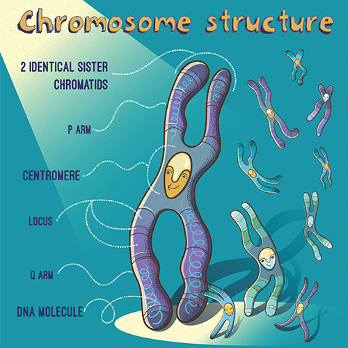 De structuur van een chromosoom, waarover we in deel 1 hebben uigelegd. Beeld: arborelza, Shutterstock